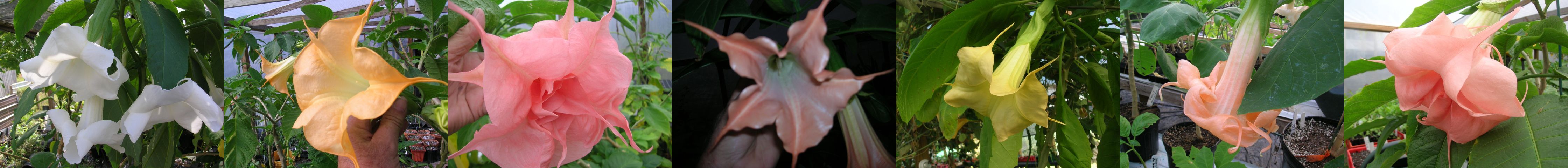 country garden brugmansia picture