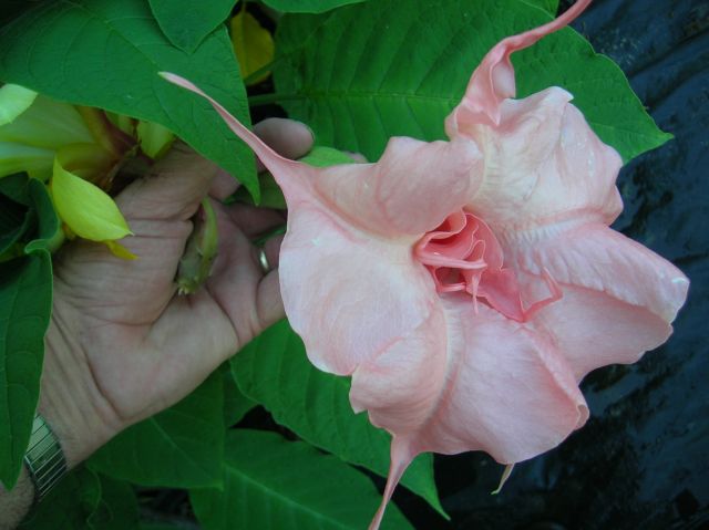 Brugmansia Double Play