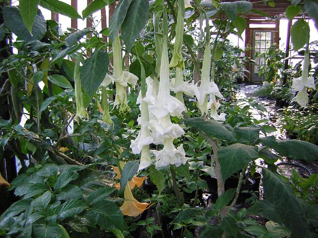 Brugmansia Wretched Mess